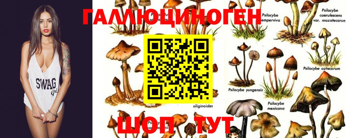 Псилоцибиновые грибы Psilocybine cubensis Киселёвск